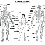 Dibujo El cuerpo humano 1494342181