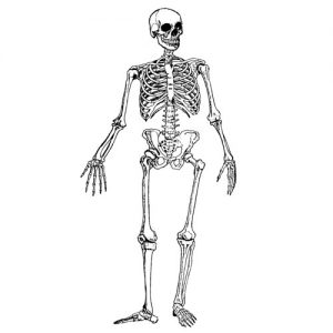 Dibujo Esqueletos 1507019871